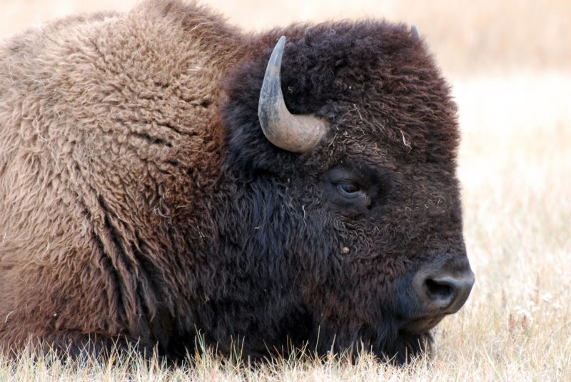 bison